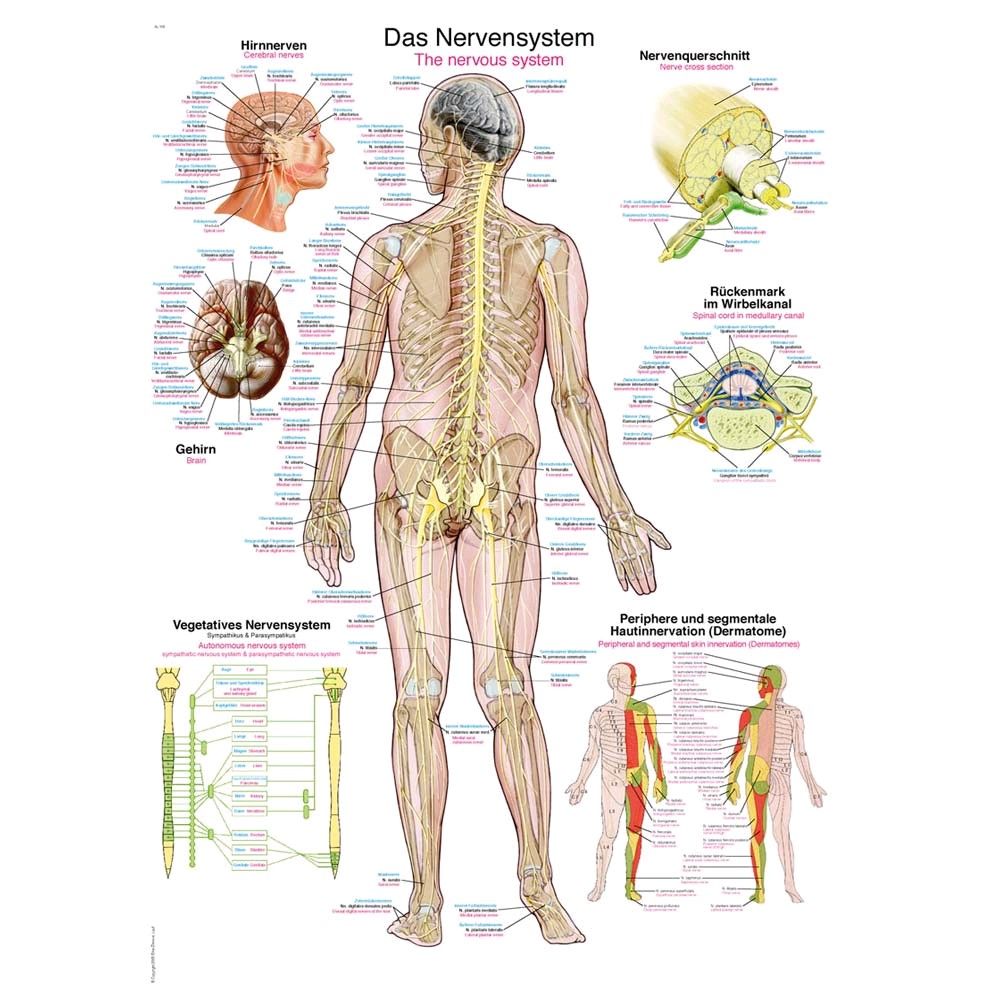 Anatomische Lehrtafel: menschliches Nervensystem mit Ganzkörperdarstellung und Detailkarten