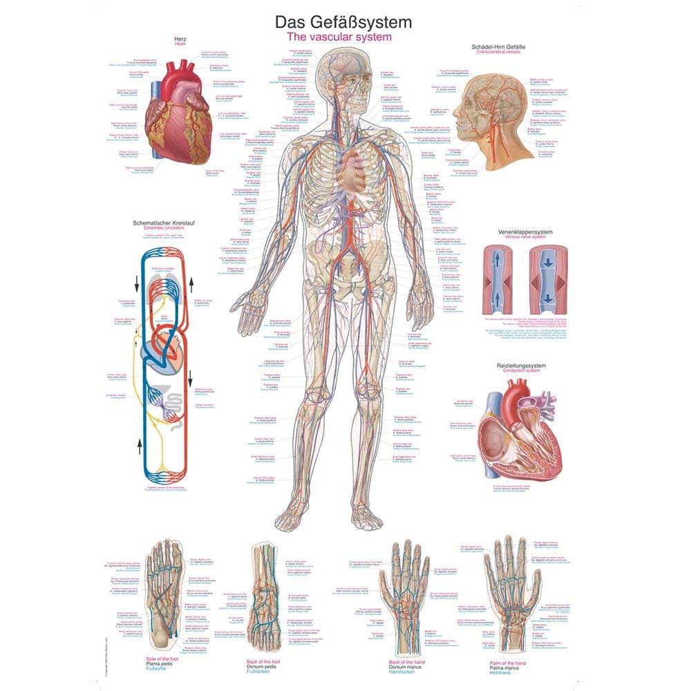 Anatomische Lehrtafel Gefäßsystem mit farbigen Diagrammen von Körper und Organen