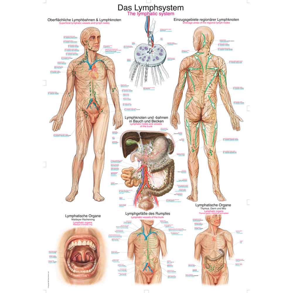 Erler Zimmer Lehrtafel Lymphsystem: Körperdiagramm mit Beschriftungen