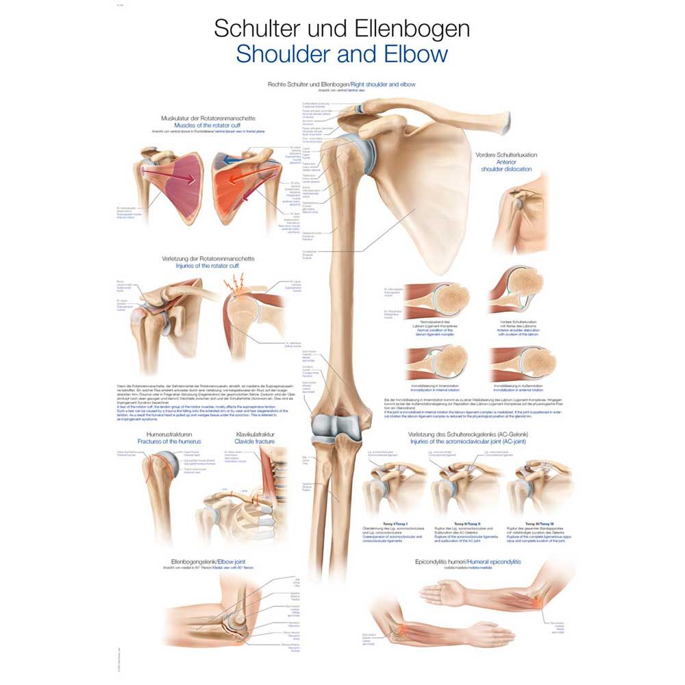 Anatomische Lehrtafel Schulter und Ellenbogen mit beschrifteten Gelenkmodellen