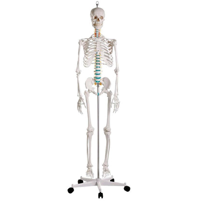 Aufrecht stehendes Skelett-Deko-Exemplar am Ständer mit Rollen, weißer Körperbezug