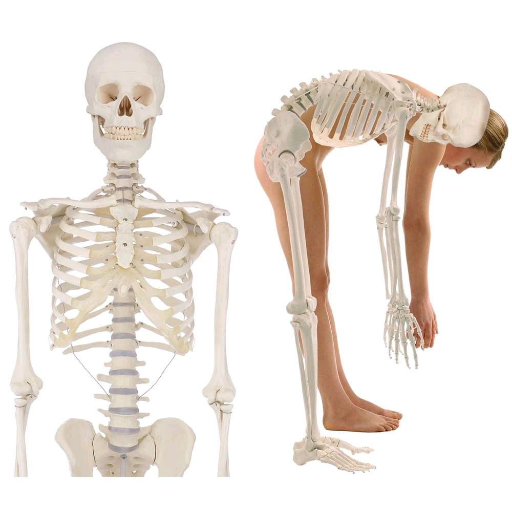 Erler Zimmer Ganzkörper-Skelettmodell mit anatomischer Darstellung, weißes Skelett, ohne Sockel