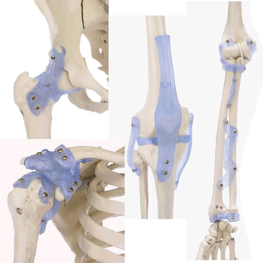 Anatomie Skelett