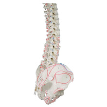 Anatomisches Wirbelsäulenmodell mit Becken und Muskelmarkierungen, seitliche Ansicht