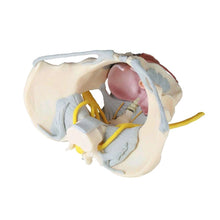 Beckenmodell mit Bandapparat und Nerven, weibliche Anatomie, offene Schnittansicht, gelbe Leitungen