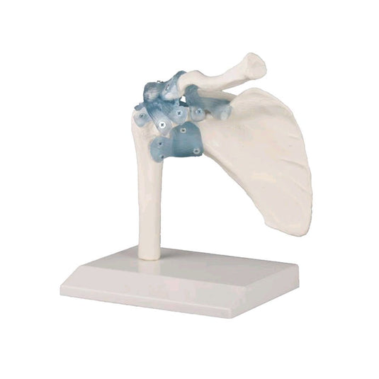 Arm- & Handmodelle