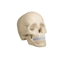 Schädelmodell mit Zähnen, naturfarbenem Anatomie-Aufbau