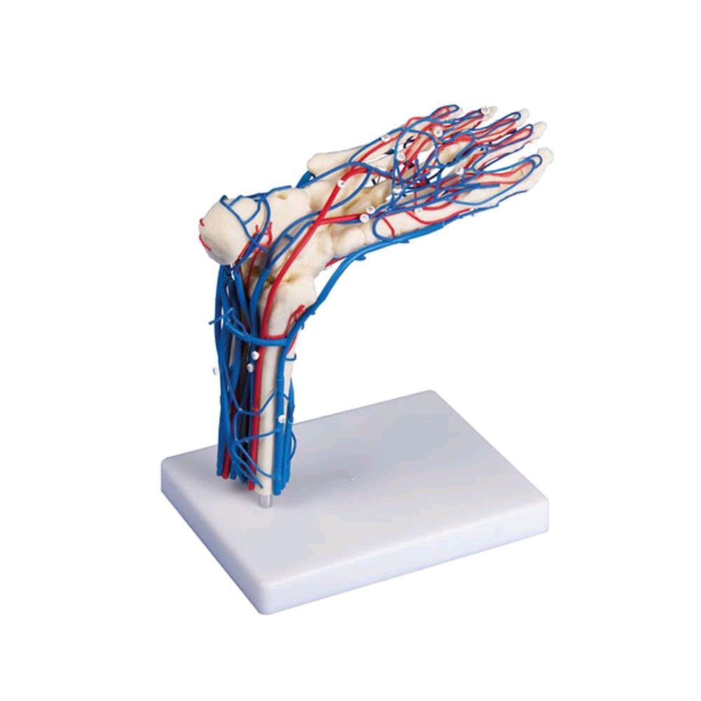 Anatomisches Fußgefäß-Modell von Erler Zimmer, lebensgroß, Seitenansicht mit blau-roten Gefäßen