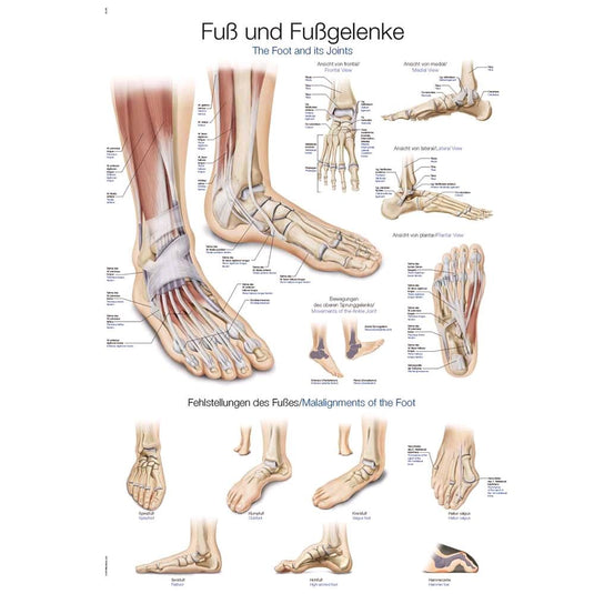 Anatomie Poster / Lehrtafeln
