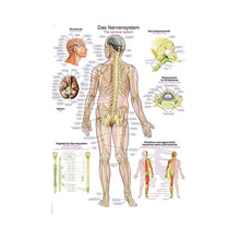 Anatomische Lehrtafel mit menschlicher Ganzkörperansicht und beschrifteten Nervensystem-Details