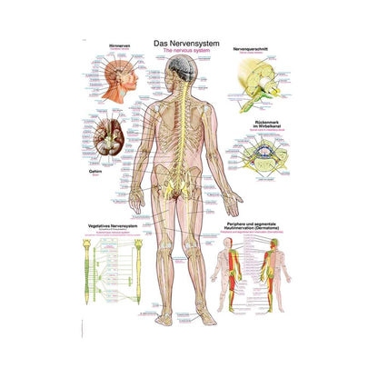 Anatomische Lehrtafel: Nervensystem des Menschen mit zentraler Körpergrafik und Ausschnitten