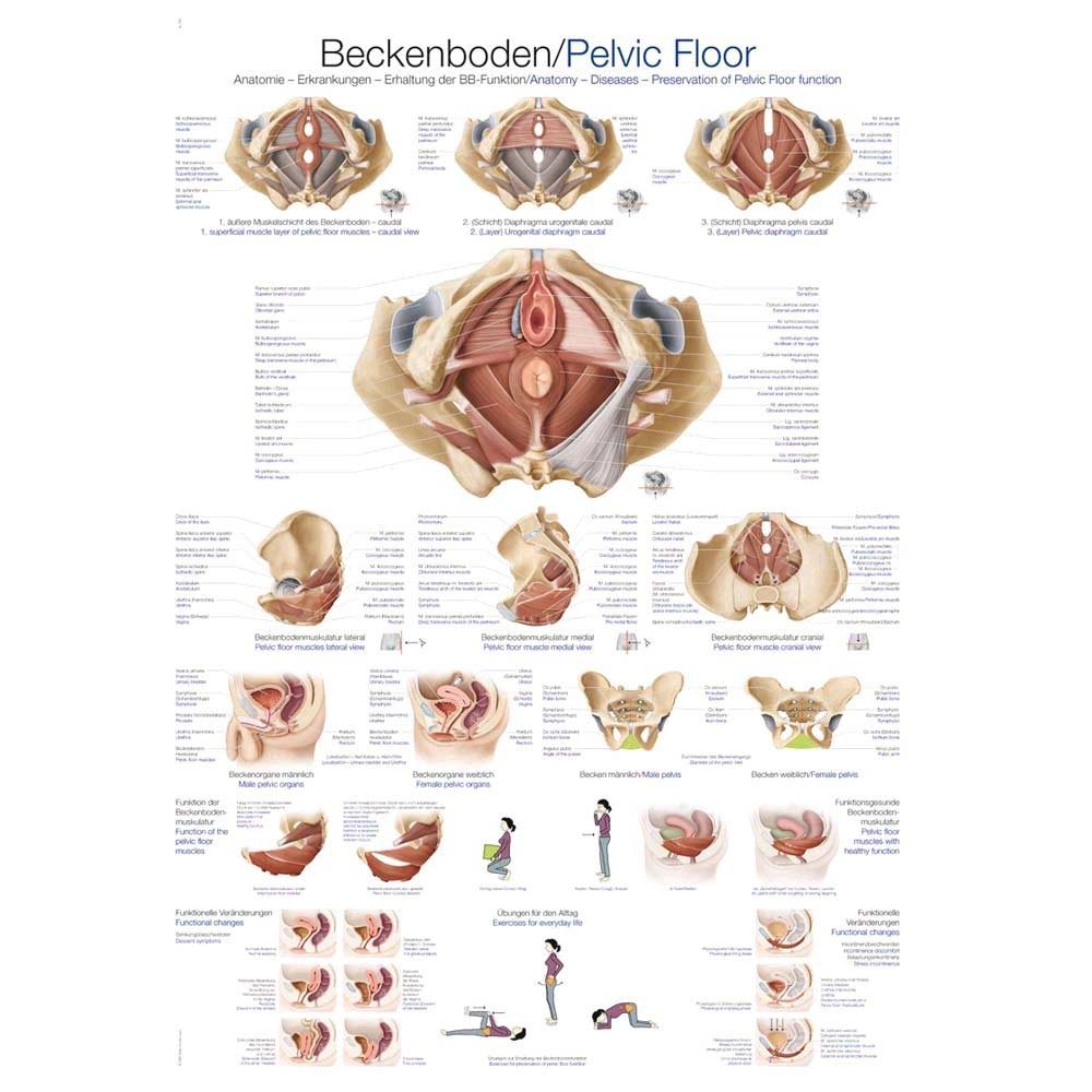Erler Zimmer „Beckenboden“ anatomische Lehrtafel mit vielen Beckenboden-Illustrationen.