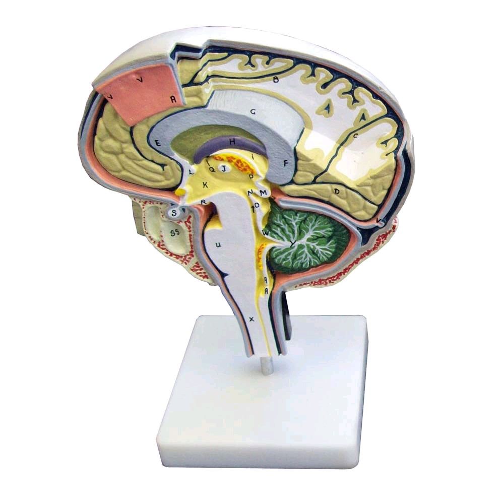 Detailiertes Gehirnmodell von Erler Zimmer, farbig nummeriert, am Sockel