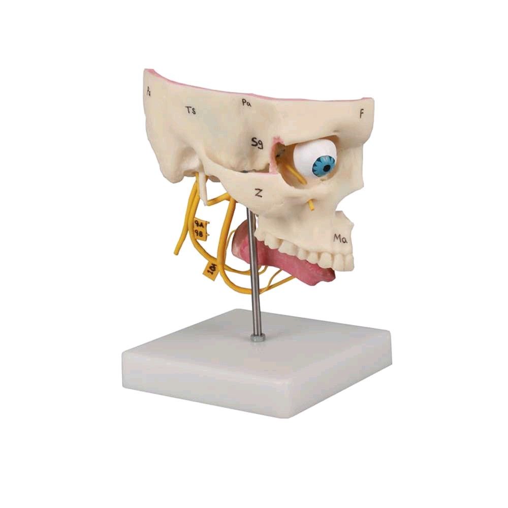 Lebensgroßes Sinnesorgan-Modell von Erler Zimmer, anatomisches Kopfmodell mit Stativ
