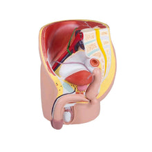 Männliche Beckenhälfte Modell, 4-teilig, lebensgroß, anatomischer Querschnitt