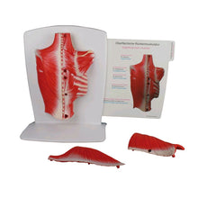 Flexibles Rückenmuskelatur-Modell (4-teilig) mit roter Muskelstruktur und Lehrkarte