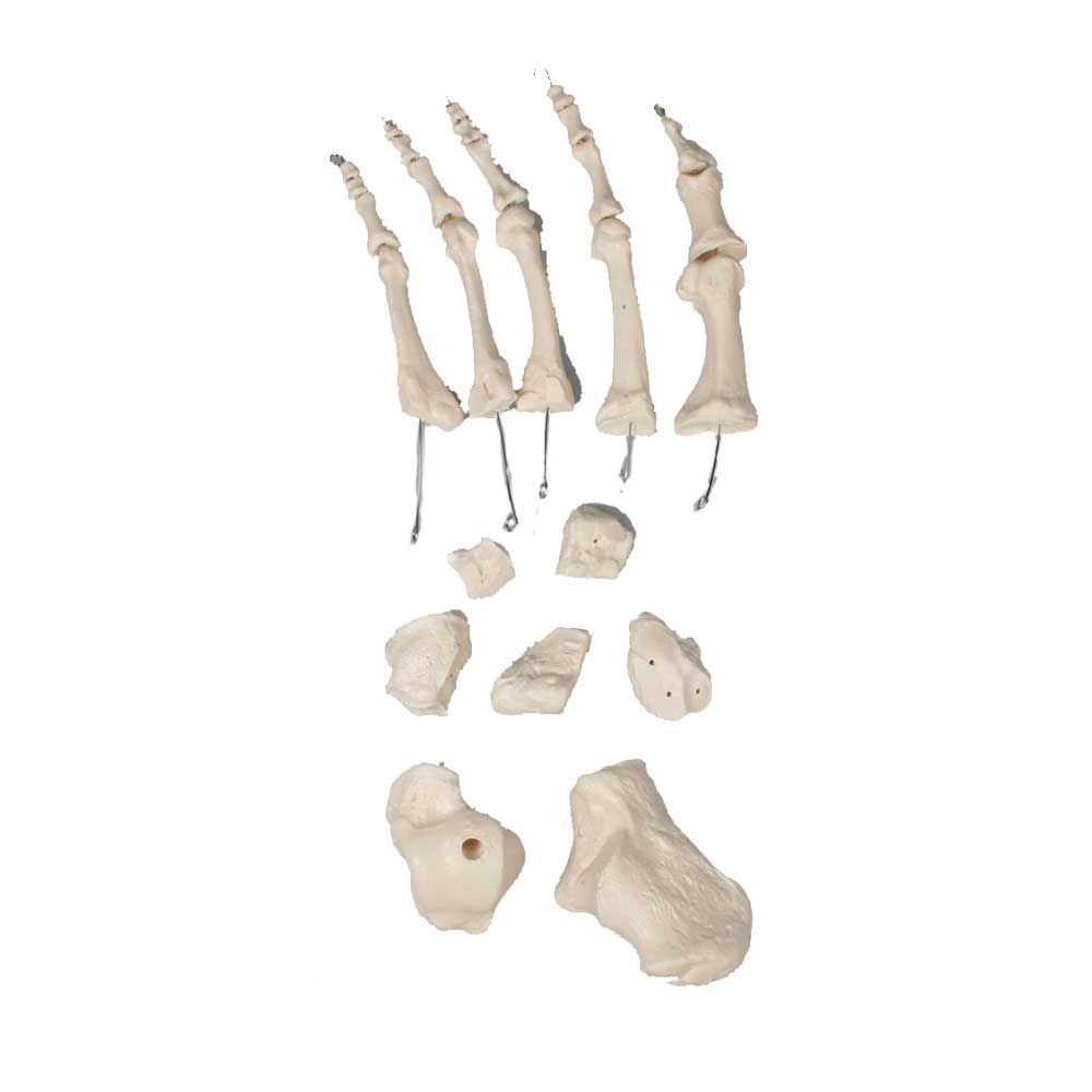 Männliches Knochenmodell-Set mit Beinknochen und kleinen Knochenplatten