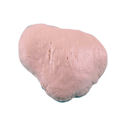 Kniescheiben-Knochenmodell, hellrosa rundes Knochenstück