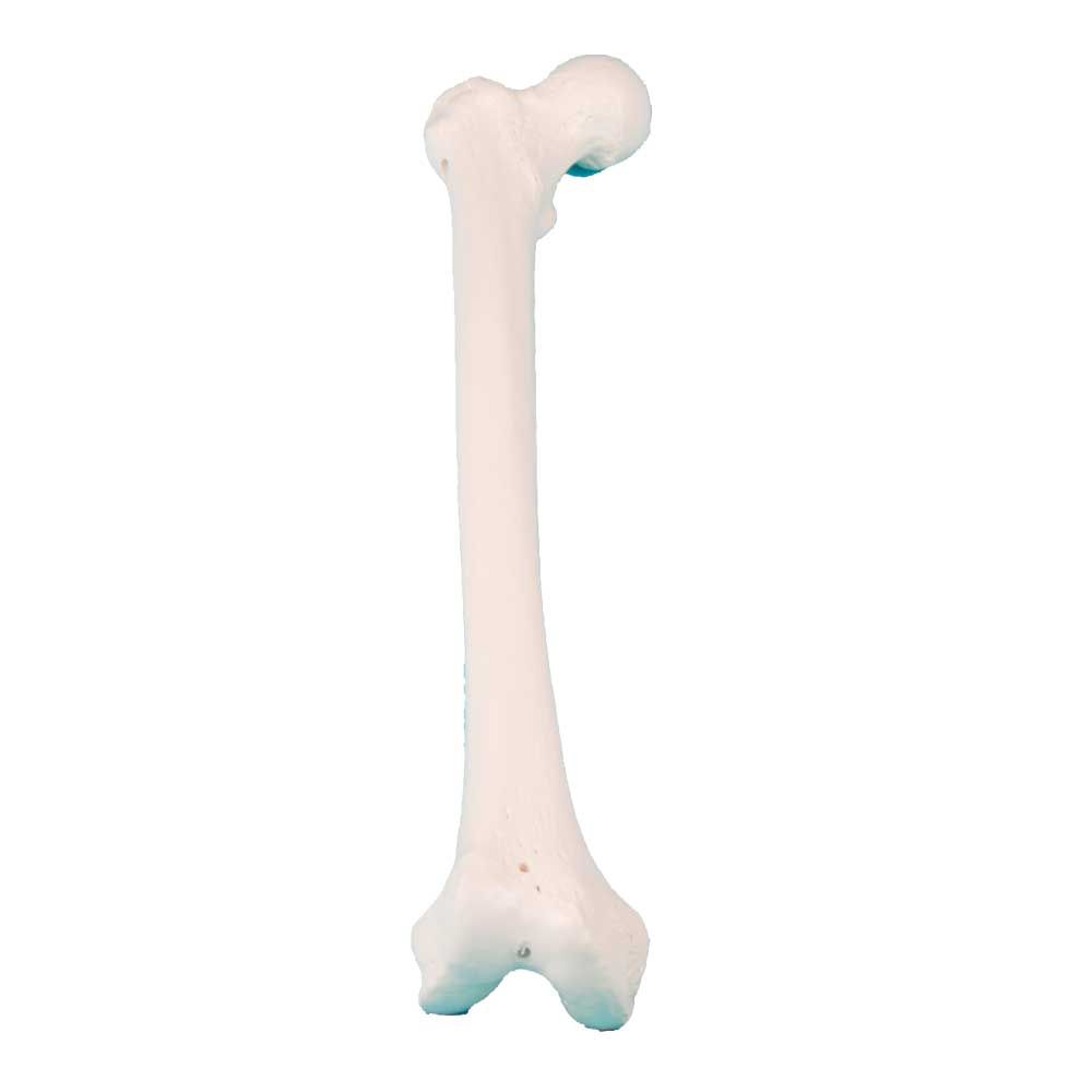 Erler Zimmer Knochenmodell eines langen Beinknochens mit Fußansatz, hellrosa