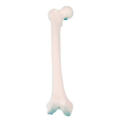 Erler Zimmer Knochenmodell eines langen Beinknochens mit Fußansatz, hellrosa