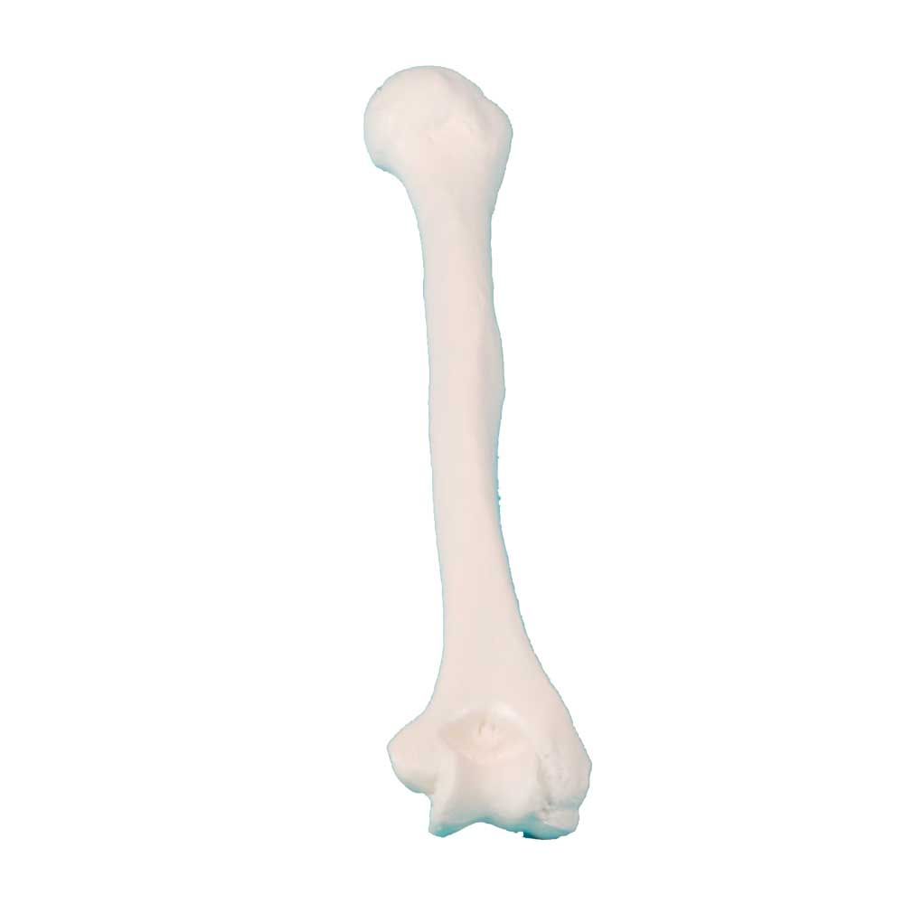 Erler Zimmer Knochenmodell eines Beinknochens mit Gelenkköpfen, hellrosa