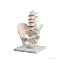 Erler Zimmer anatomisches Lendenwirbelsäule- und Beckenmodell auf Sockel