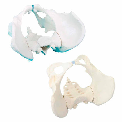 Beckenmodell mit Kreuzbein, anatomisches Modell in zwei Ansichten