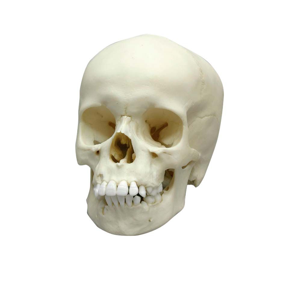 Erler Zimmer Kinderschädel, weißes Schädelmodell frontal mit sichtbaren Augenhöhlen