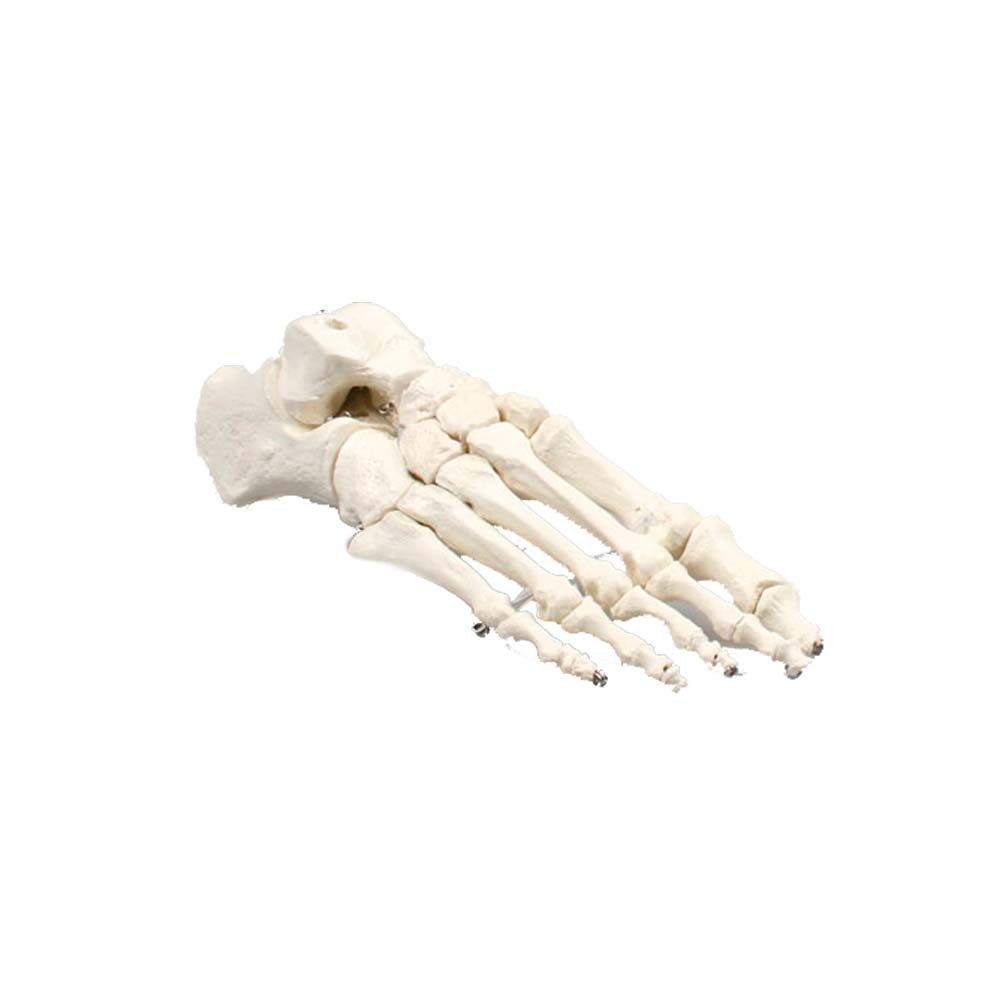 Erler Zimmer bewegliches Fußskelett als Knochenmodell, seitliche Ansicht mit Zehen