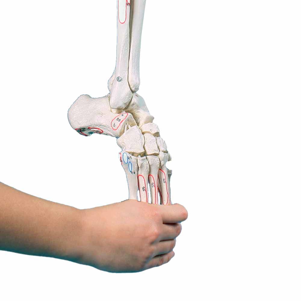 Erler Zimmer Beinskelett mit flexibler Fußpartie und Beckenhälfte, Seitenansicht