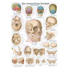 Anatomische Lehrtafel Schädel: Vorder-, Seiten- und Schnittansichten