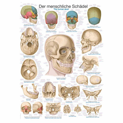 Anatomische Lehrtafel des menschlichen Schädels mit Detailansichten