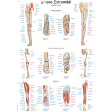 Anatomische Lehrtafel Untere Extremität mit Bein-Querschnitten und Muskelaufbau