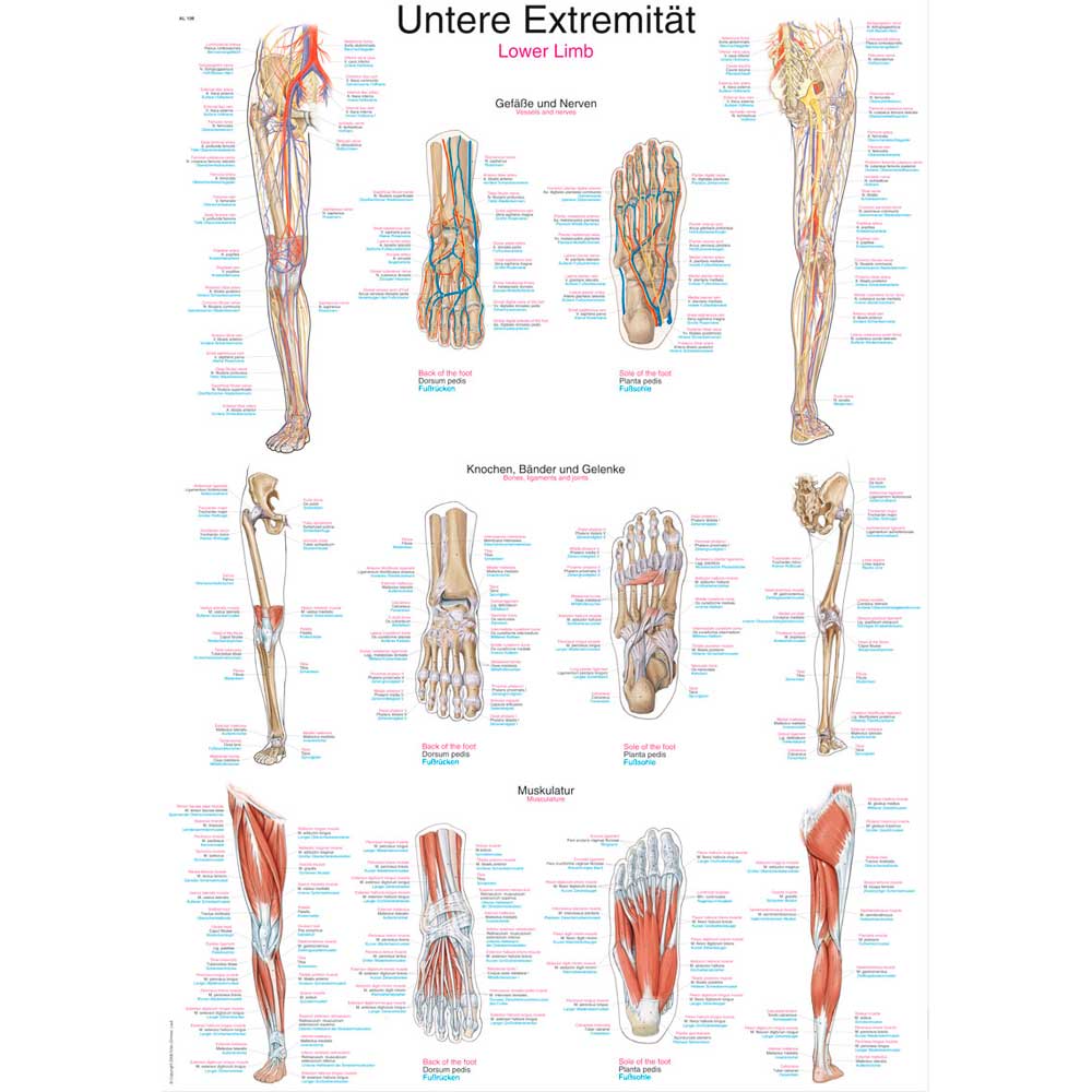 Anatomische Lehrtafel Untere Extremität mit Bein- und Muskelgrafiken