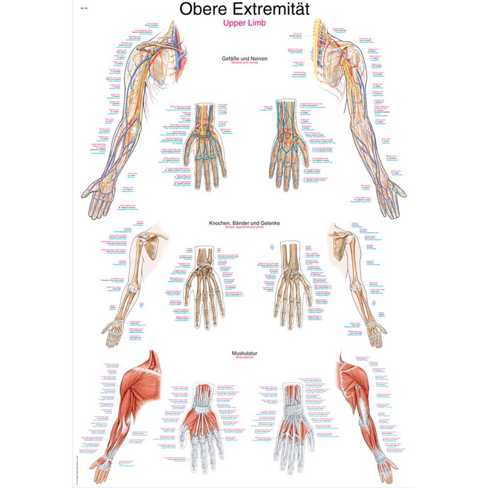 Anatomische Lehrtafel obere Extremität mit Muskelansicht von Oberarm und Unterarm