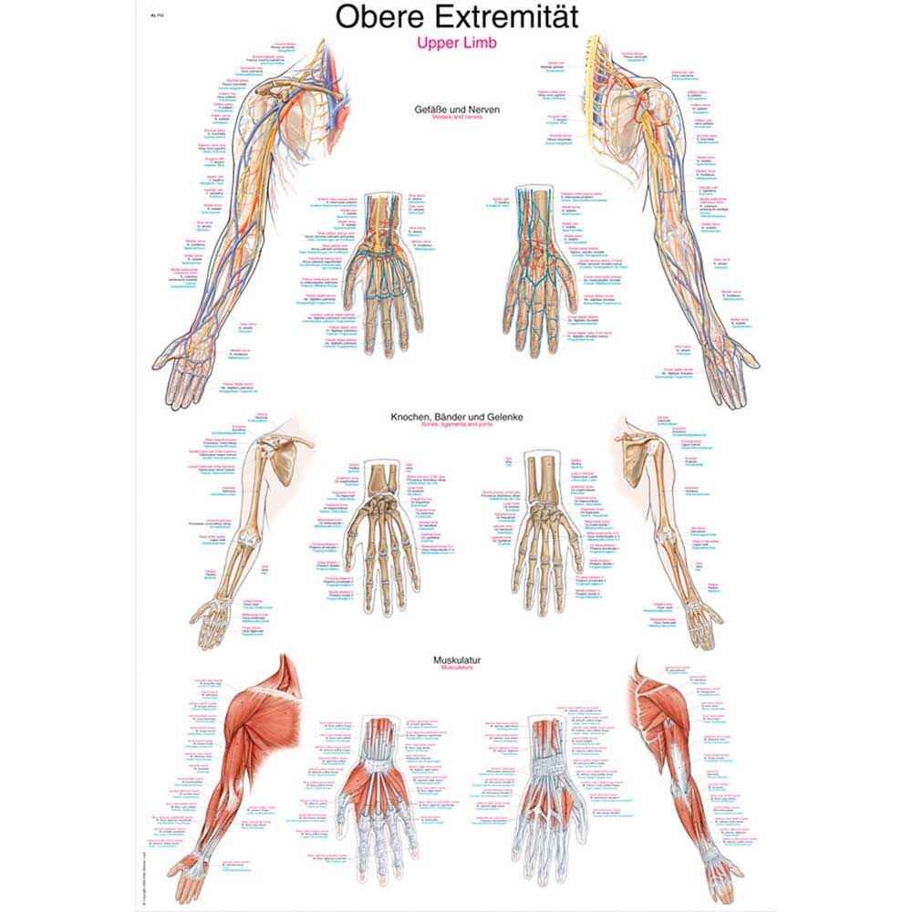 Anatomische Lehrtafel obere Extremität mit Arm-, Hand- und Nervendiagrammen