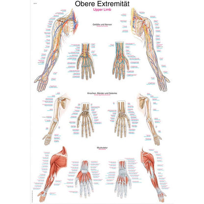 Anatomische Lehrtafel obere Extremität mit Arm-, Hand- und Nervendiagrammen