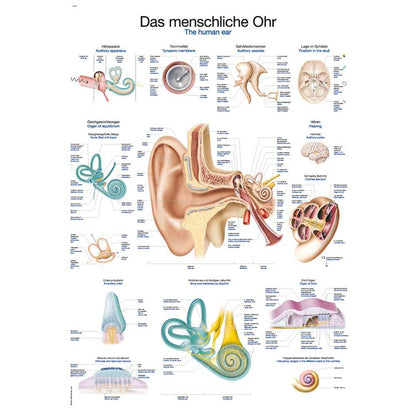 Anatomische Lehrtafel menschliches Ohr mit beschrifteten Querschnitten und Detailabbildungen