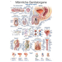 Anatomische Lehrtafel männliche Genitalorgane mit Übersicht und mehreren Detail-Schemata