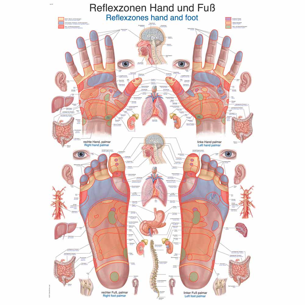 Anatomische Lehrtafel Reflexzonen Hand und Fuß, farbiges Gesamt-Schema