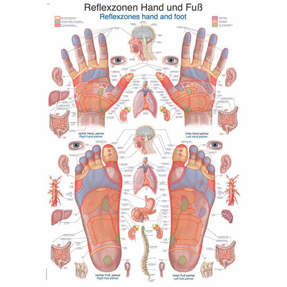 Anatomische Lehrtafel Reflexzonen Hand und Fuß, farbiges Gesamt-Schema
