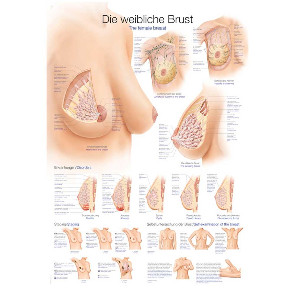 Anatomische Lehrtafel zur weiblichen Brust mit Schnittdarstellungen und Beschriftungen