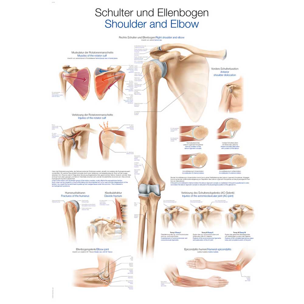 Anatomische Lehrtafel Schulter und Ellenbogen für Unterricht, 2 Größen, beschriftet