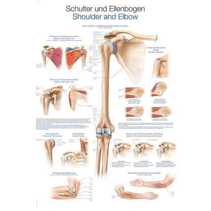 Anatomische Lehrtafel Schulter und Ellenbogen für Unterricht, 2 Größen, beschriftet
