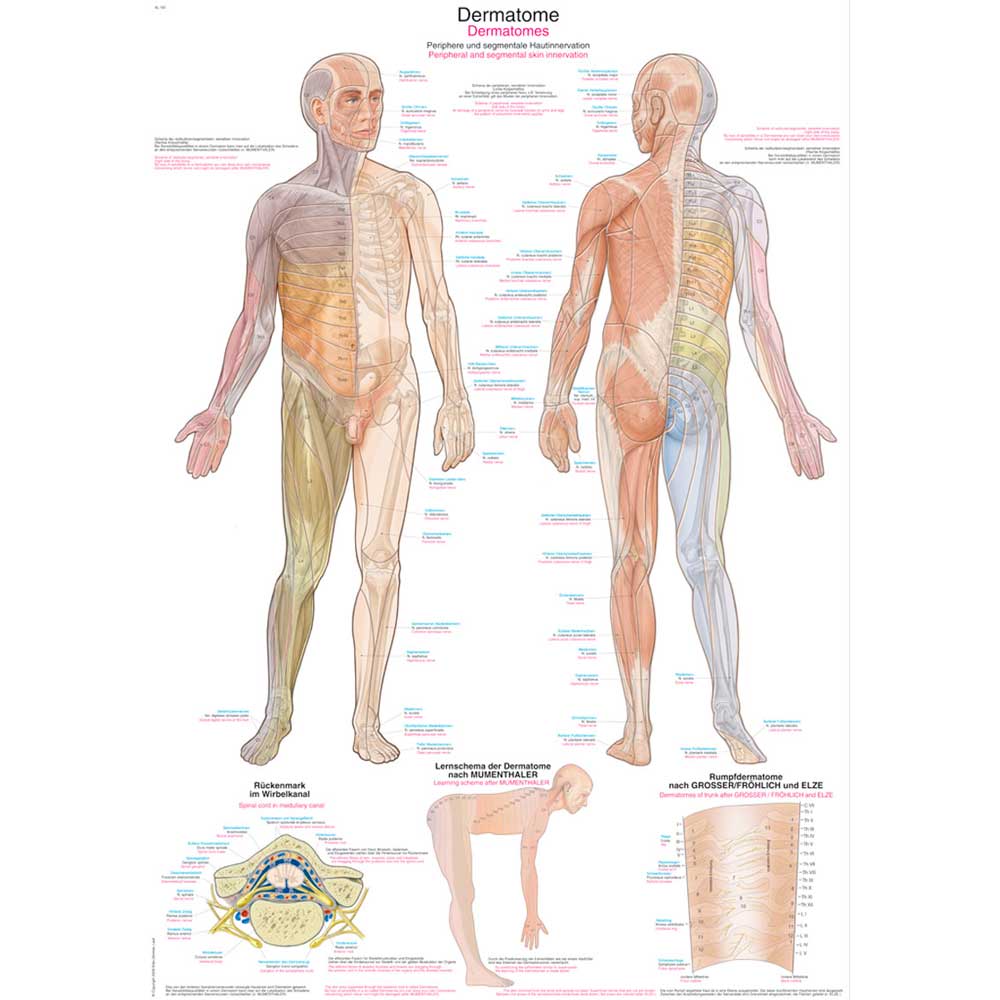 Anatomische Lehrtafel Dermatomzonen, Übersicht mit Vorder- und Rückansicht