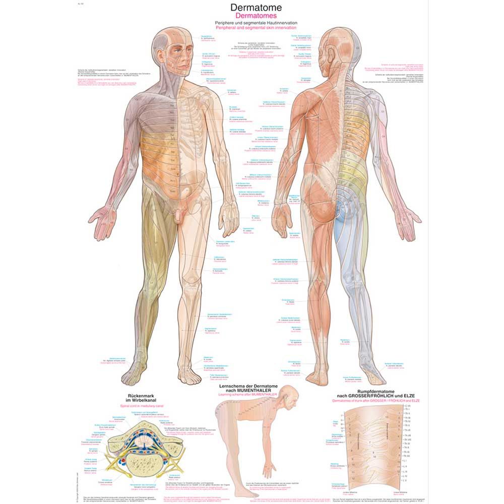 Anatomische Lehrtafel mit Dermatomzonen am Körper, Vorder- und Rückansicht