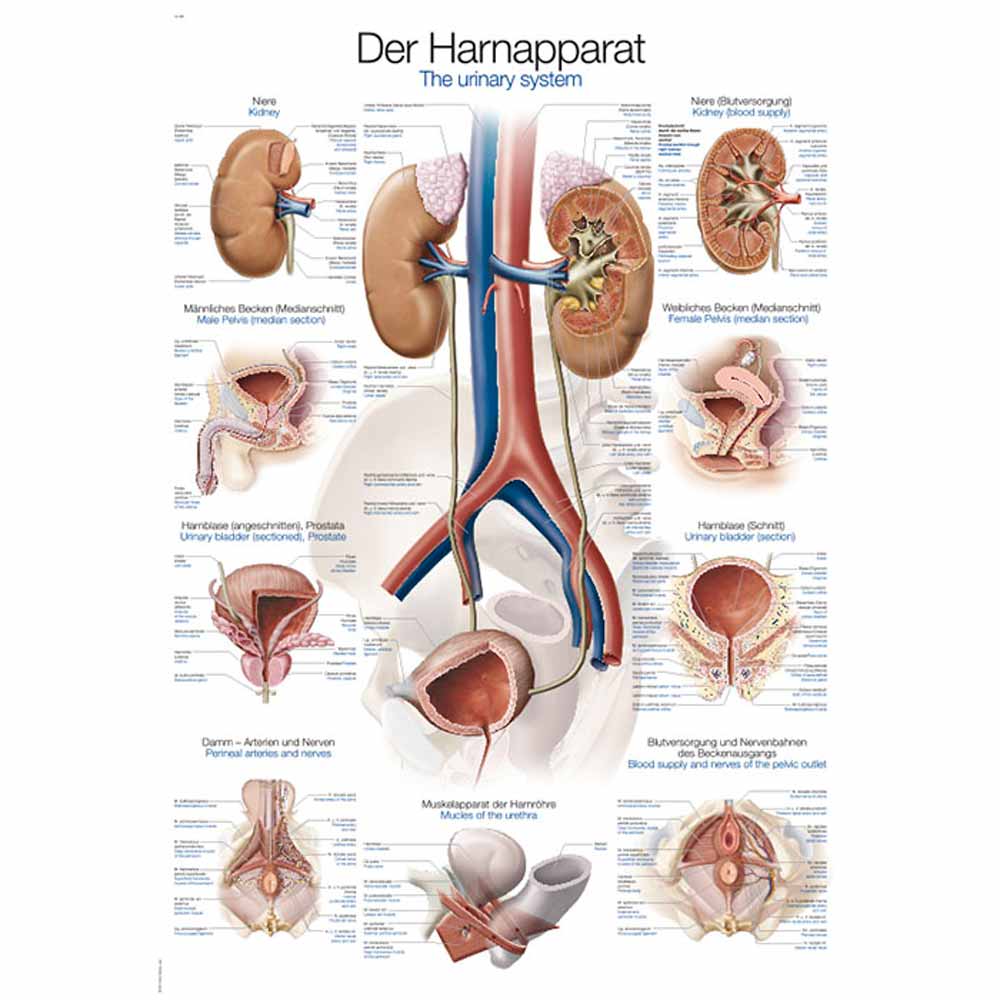 Anatomische Lehrtafel Harnapparat mit Übersicht und Detaildarstellungen der Harnorgane