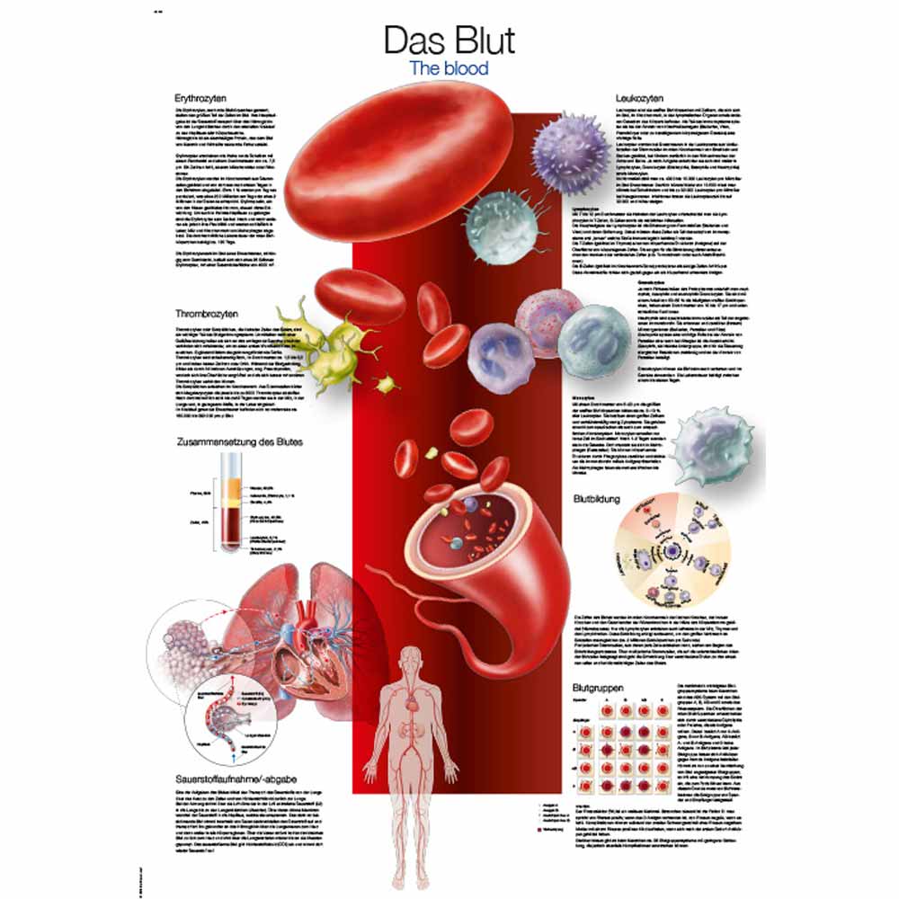 Anatomische Lehrtafel „Das Blut“ mit Abbildungen roter Blutkörperchen und Diagrammen