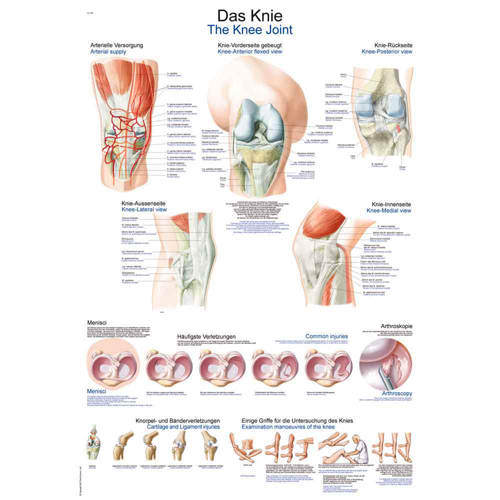 Anatomische Lehrtafel Knie mit Querschnitt- und Gelenkansichten, beschriftet