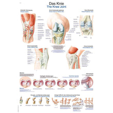 Anatomische Lehrtafel Knie mit Querschnitt- und Gelenkansichten, beschriftet